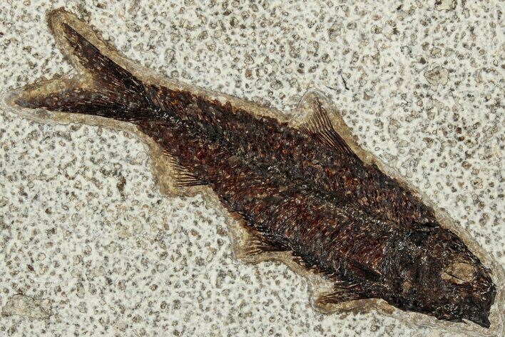 Detailed Fossil Fish (Knightia) - Wyoming #327826